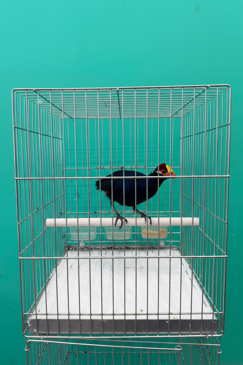 Violet Turaco
