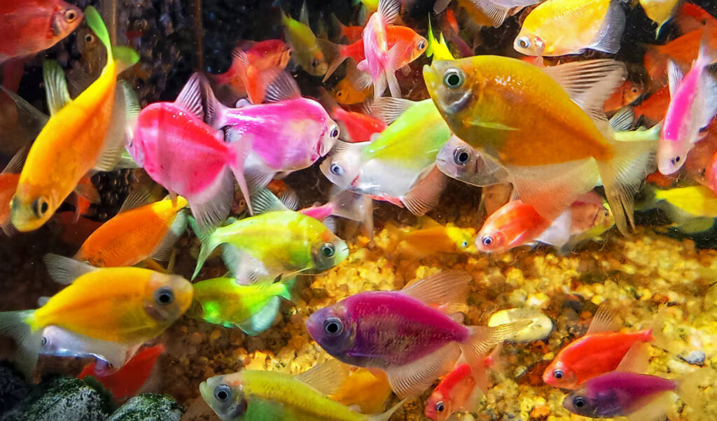 Tetra Glofish