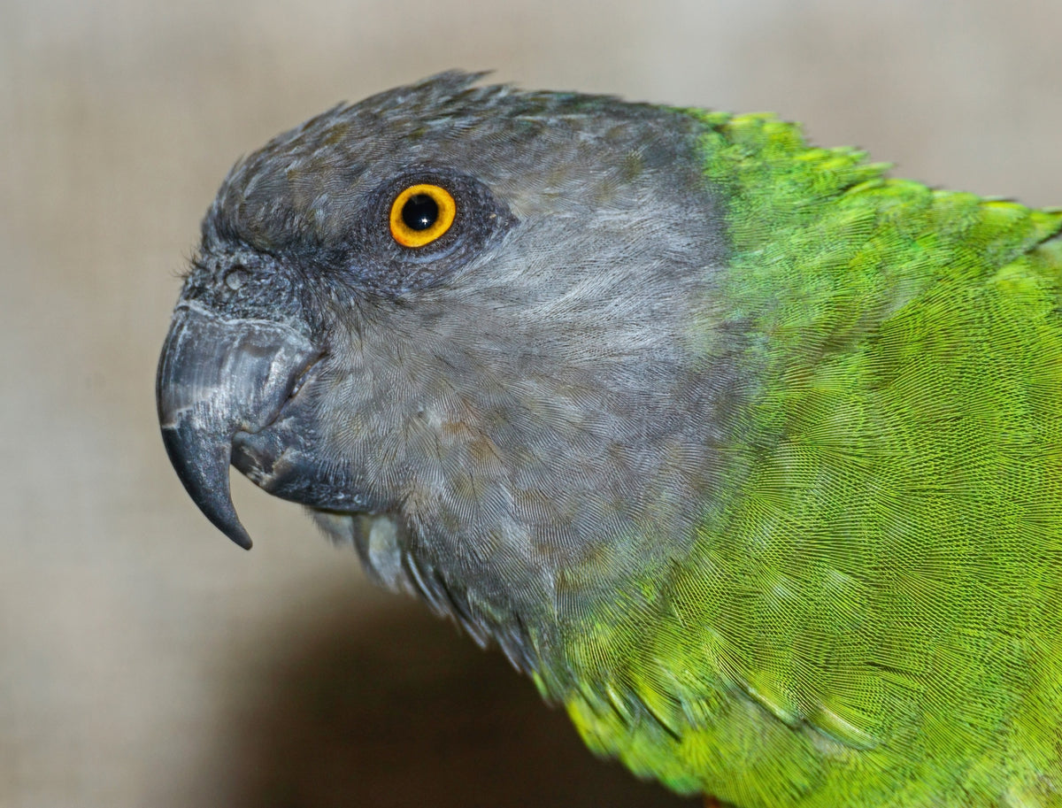 Senegal Parrot