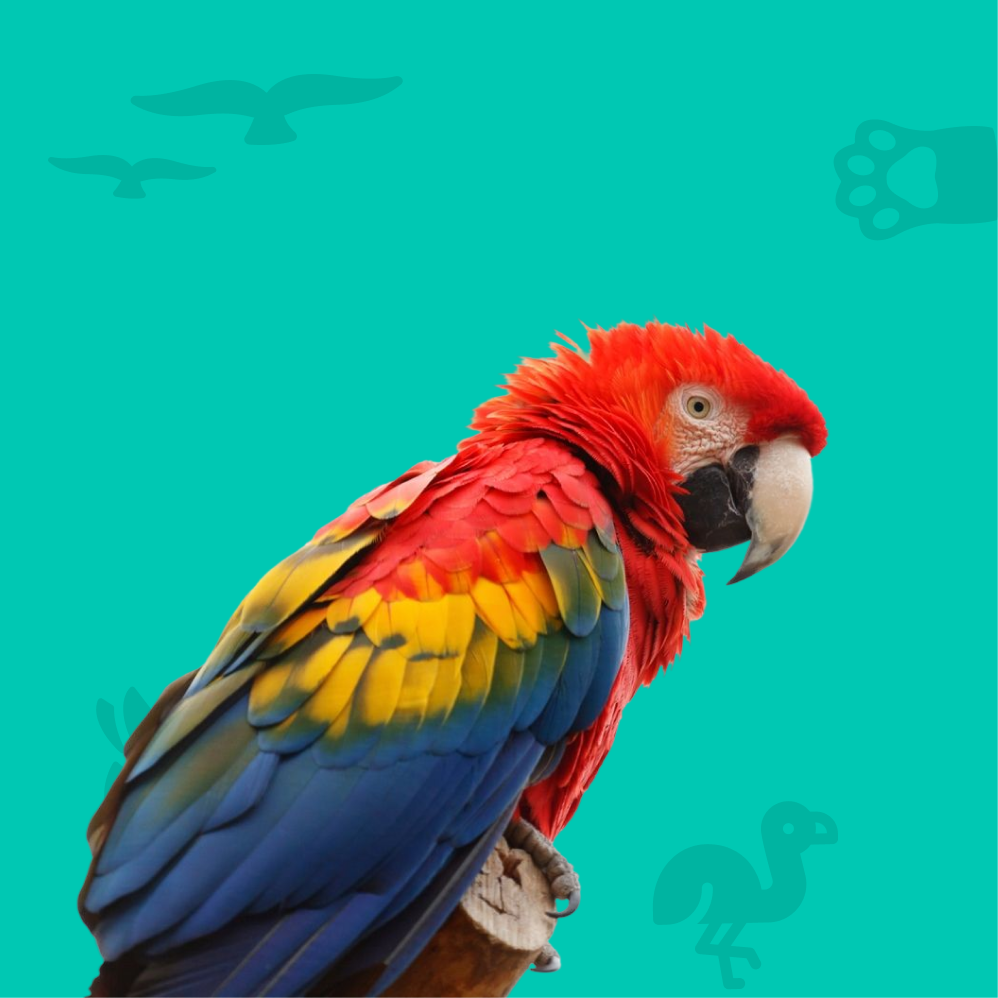 Exotic Birds