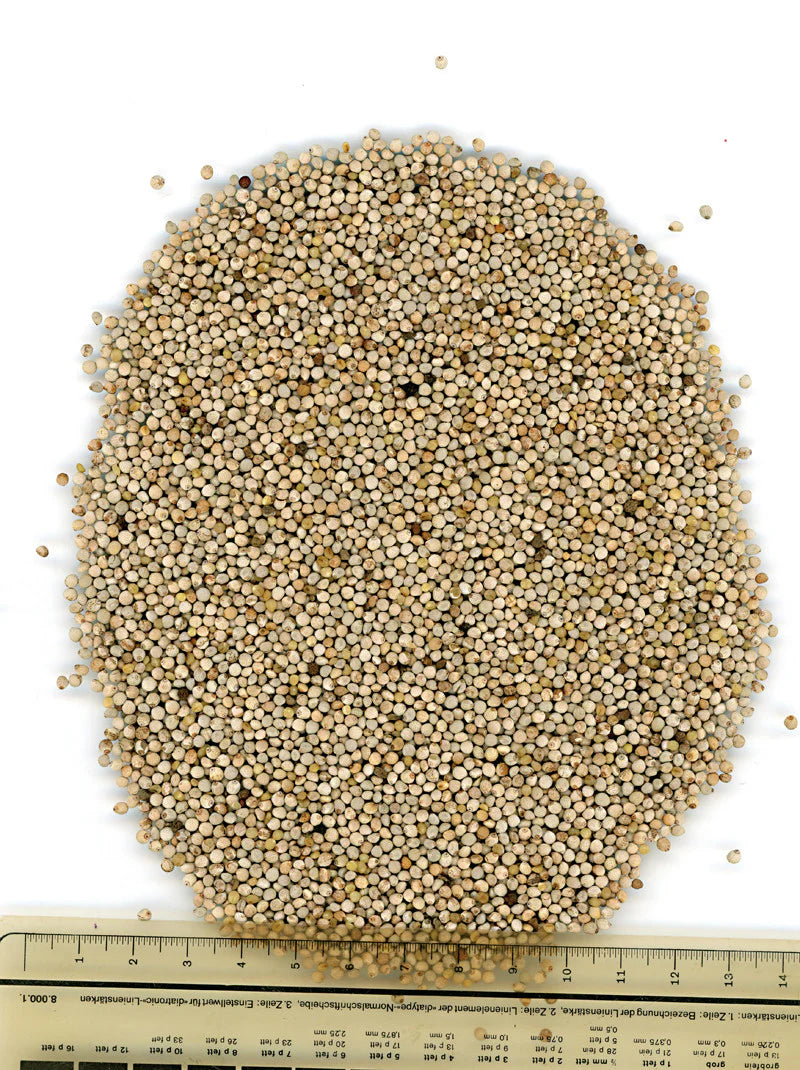 Manitoba White Perilla 1 Kg