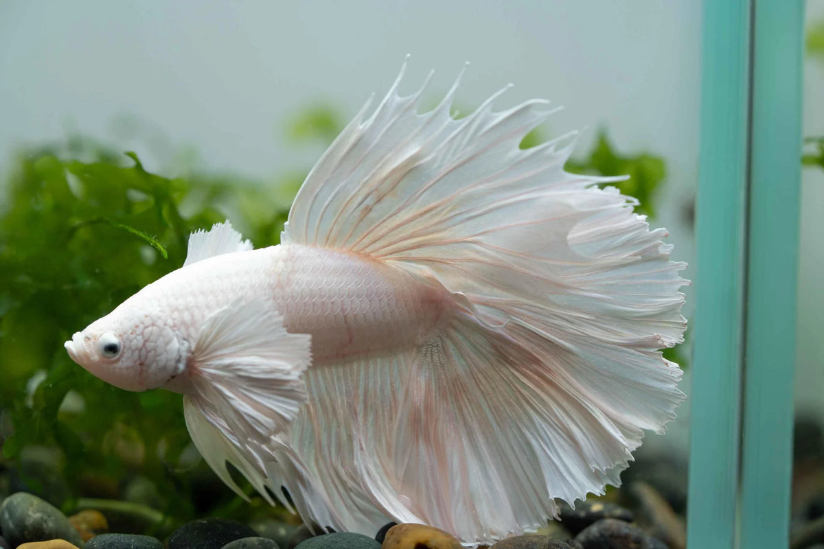 Siamese Fighter Fish (Betta)