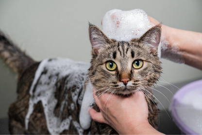 Cat / Dog Spa (Shower, Haircut, Nail Trimming...)
