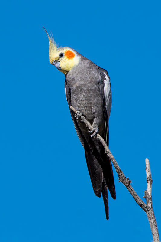 Albino Cockatiel