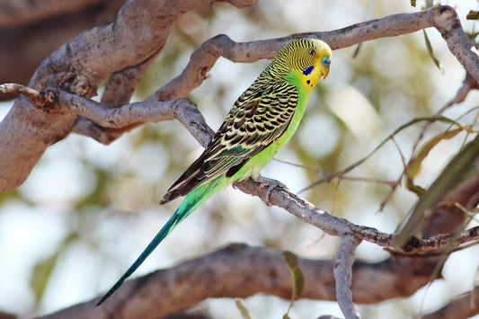 Budgie Pair