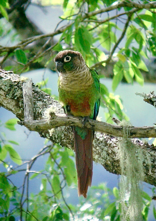 Tamed Infant Conure