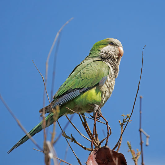 Female Quaker Parrot