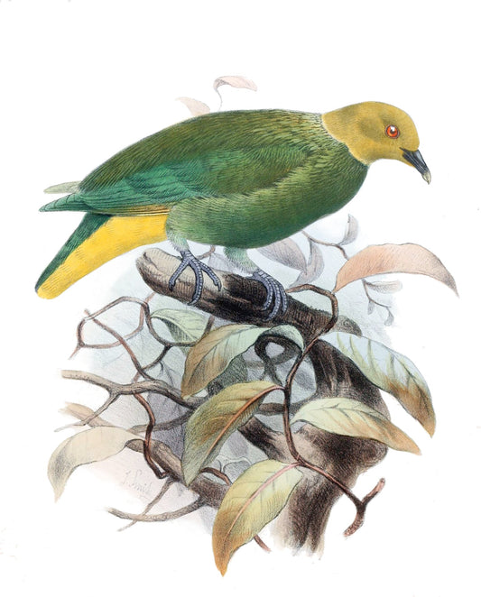 Fruit Dove