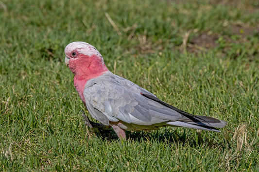 Galah Cockatoo