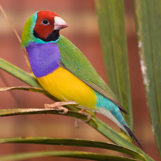 Gouldian Finch Pair