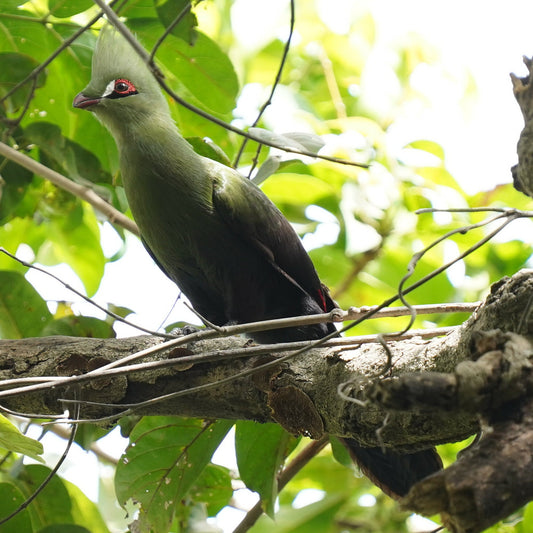 Green Turaco