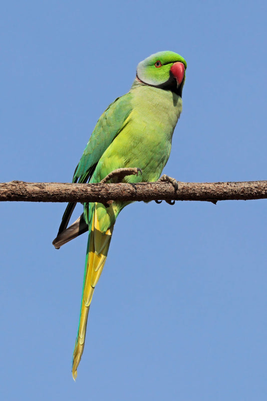Green Indian Ringneck Parakeet