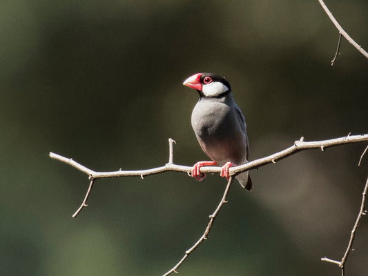Java Sparrow Pair