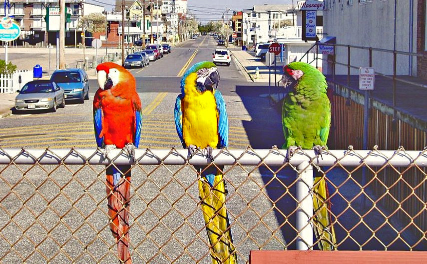 Macaw 2022