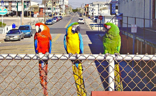 Macaw 2023