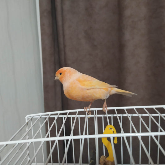 Mixed Canary