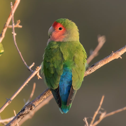 Mixed Rose Lovebird Pair