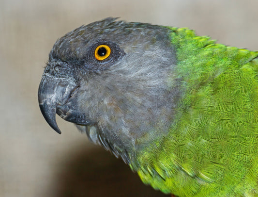 Senegal Parrot