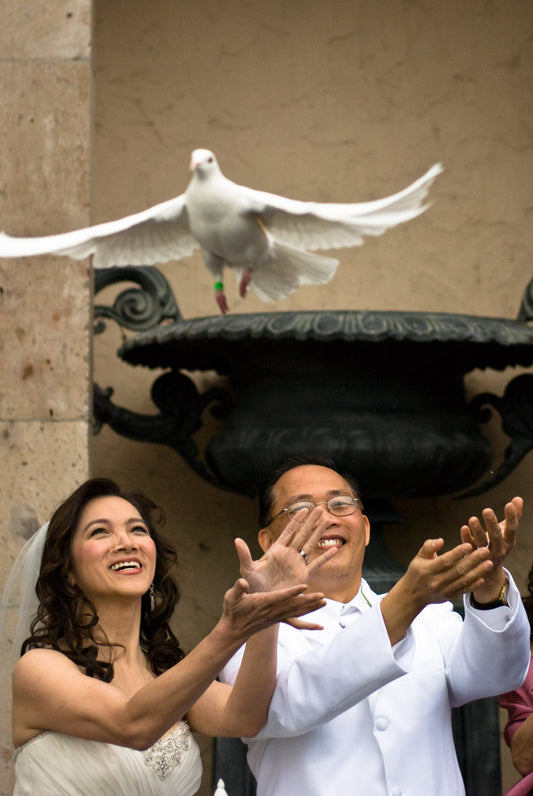 White Dove Pair