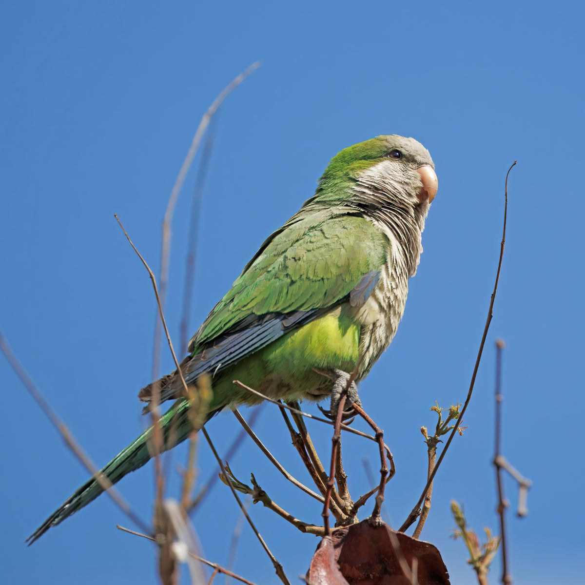 White Quaker Parrot