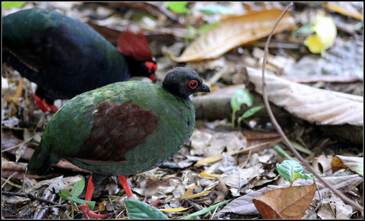 Wild Partridge