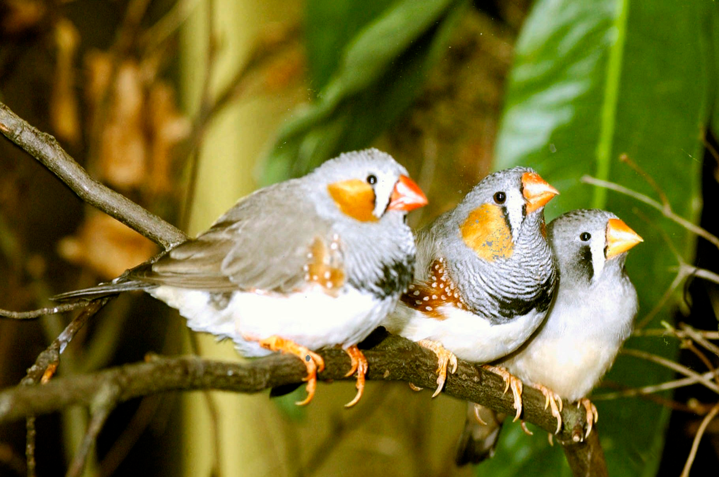 Zebra Finch Pair