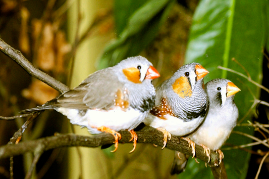 Zebra Finch Pair