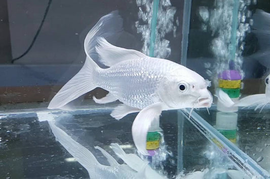 Platinum Koi